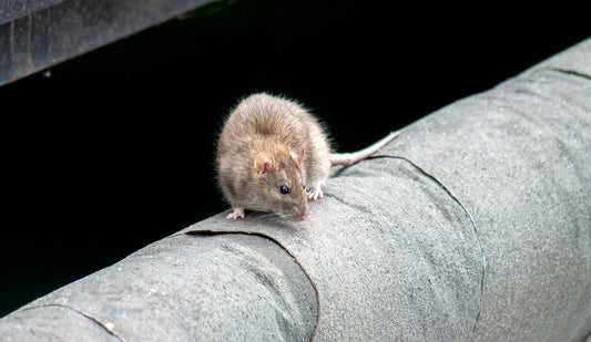 Les rats