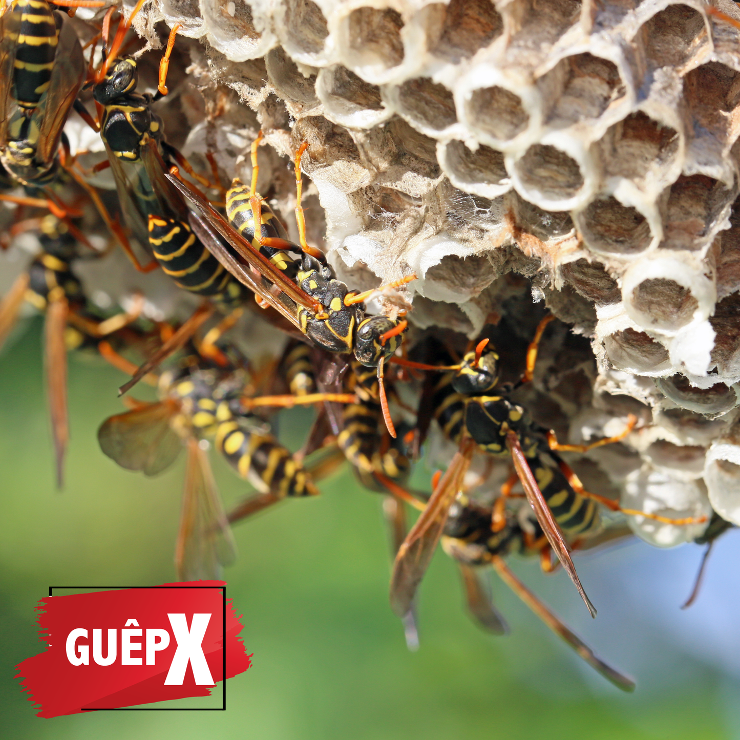 GuêpX Aérosol 750mL – Jet 6 mètres – Insecticide Foudroyant Nids de Guêpes et Frelons - Fabriqué en France