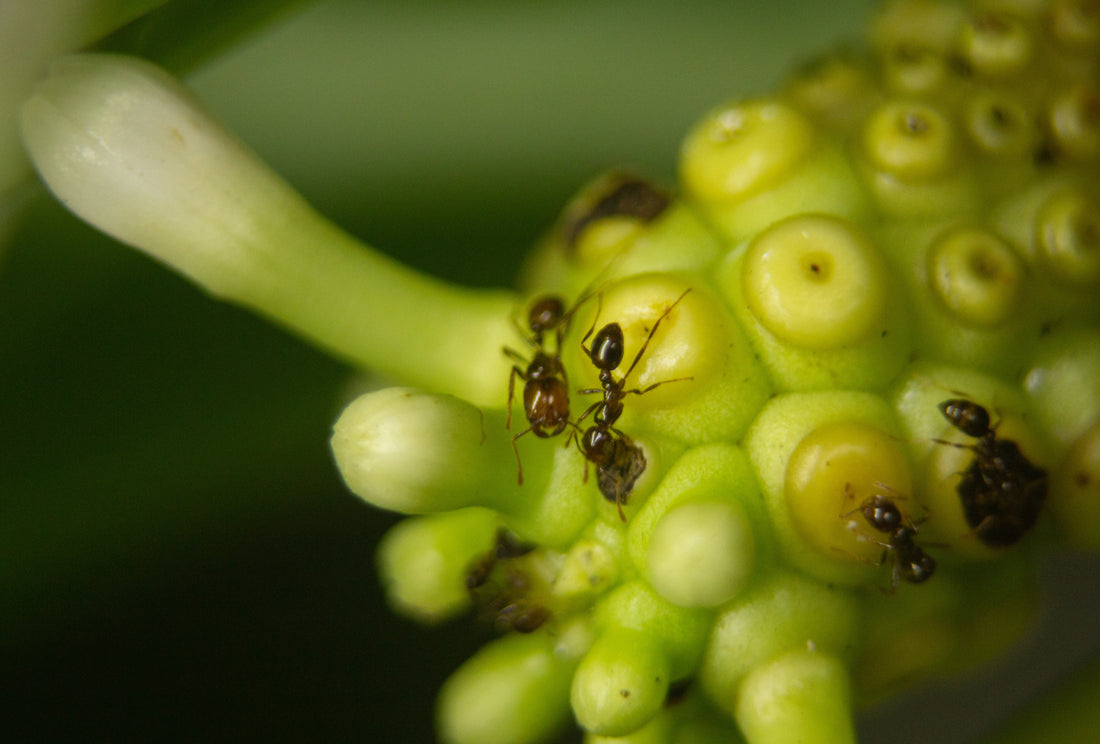 Les fourmis argentines