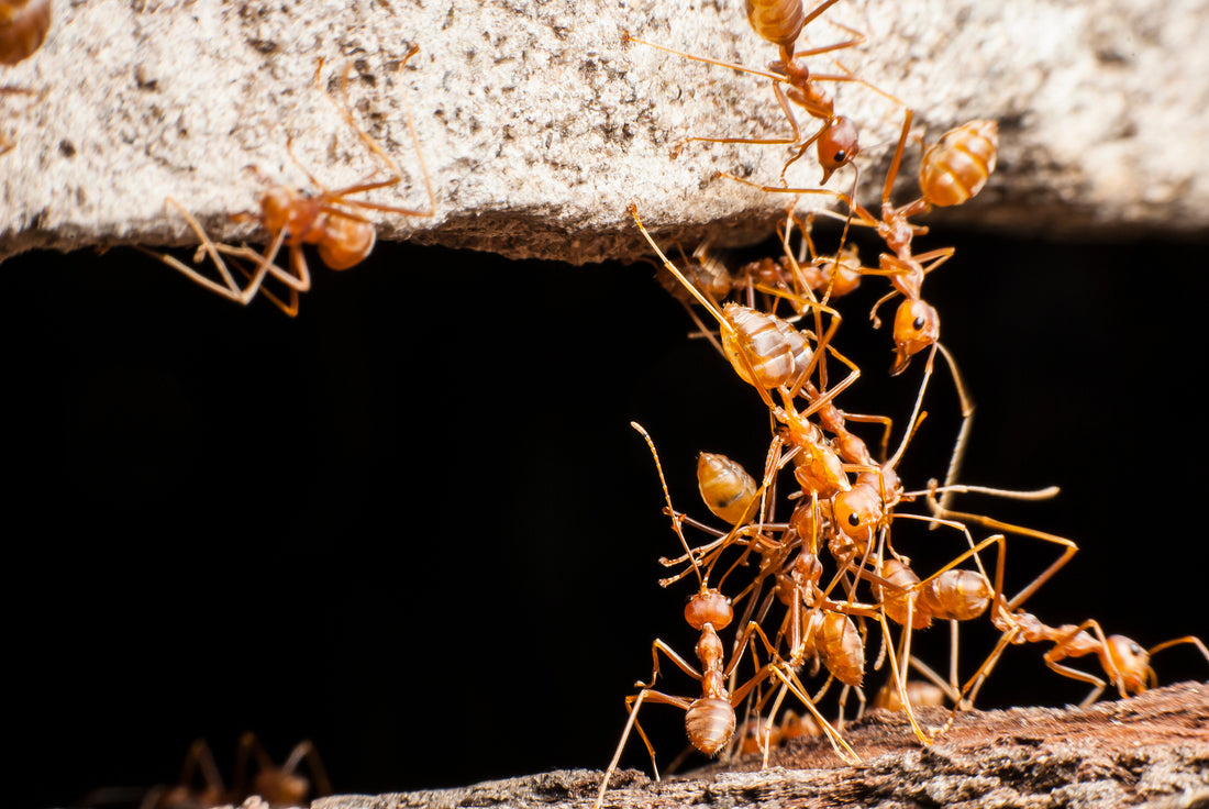 Les fourmis de feu